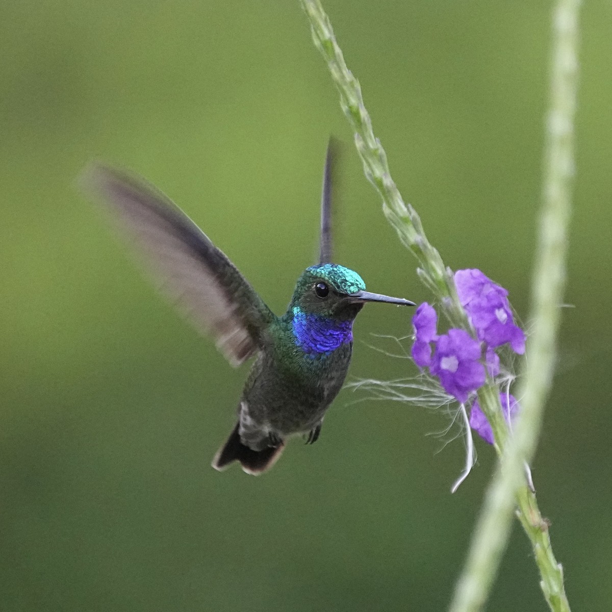 Charming Hummingbird - ML615833352