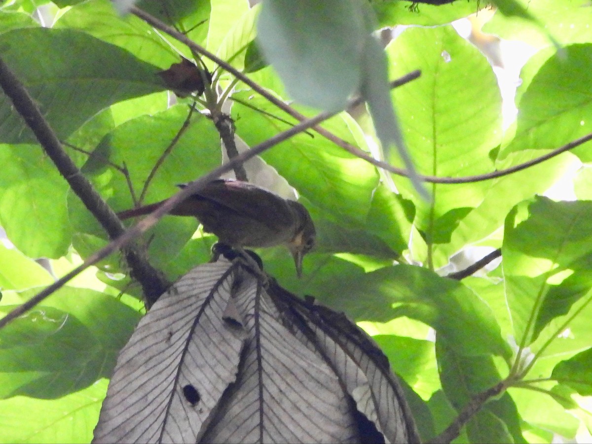 Chiriqui Foliage-gleaner - ML615833370