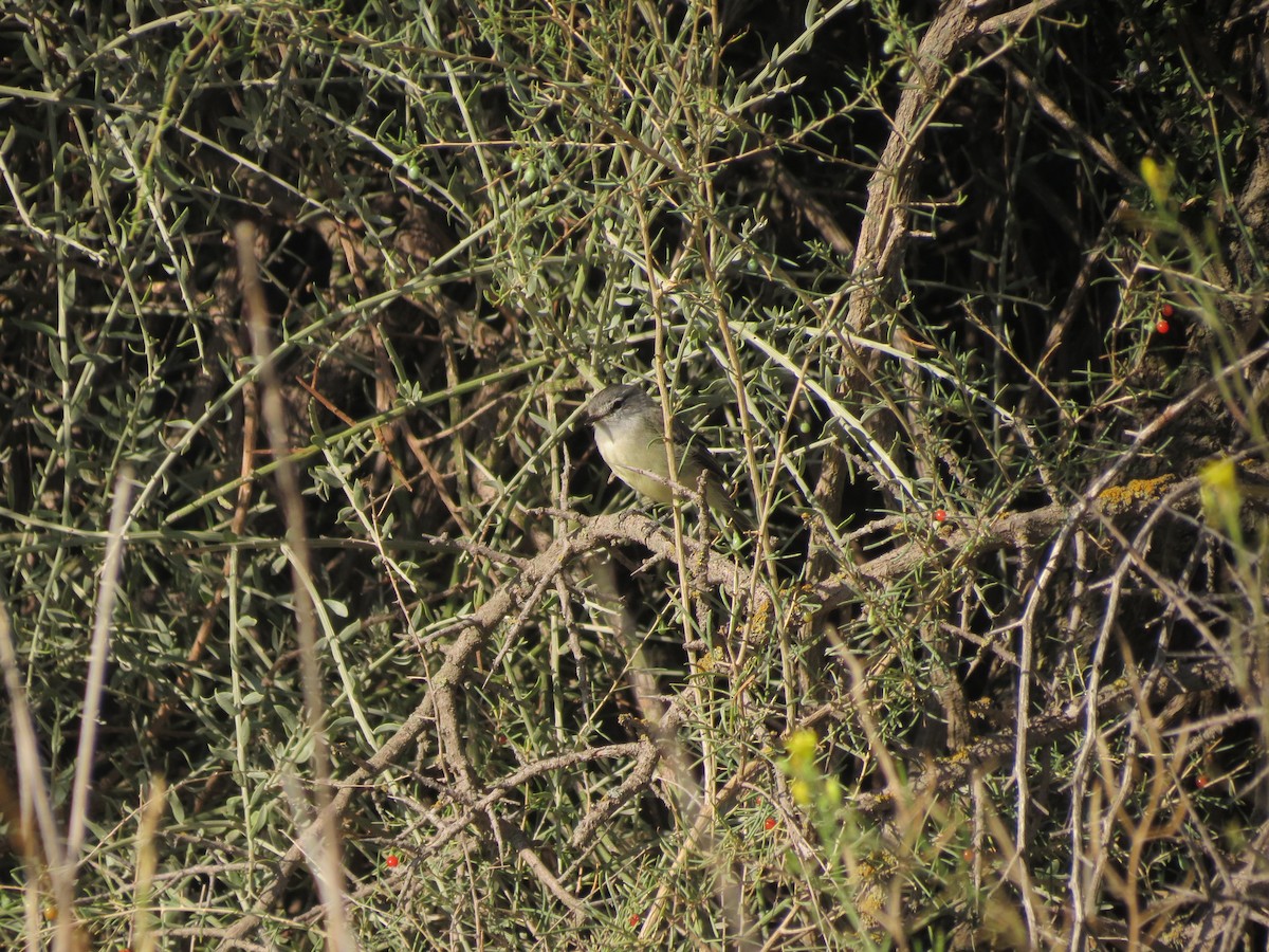 White-crested/Straneck's Tyrannulet - ML615833379