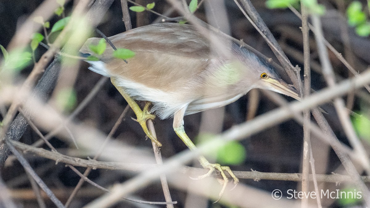 Yellow Bittern - ML615833393