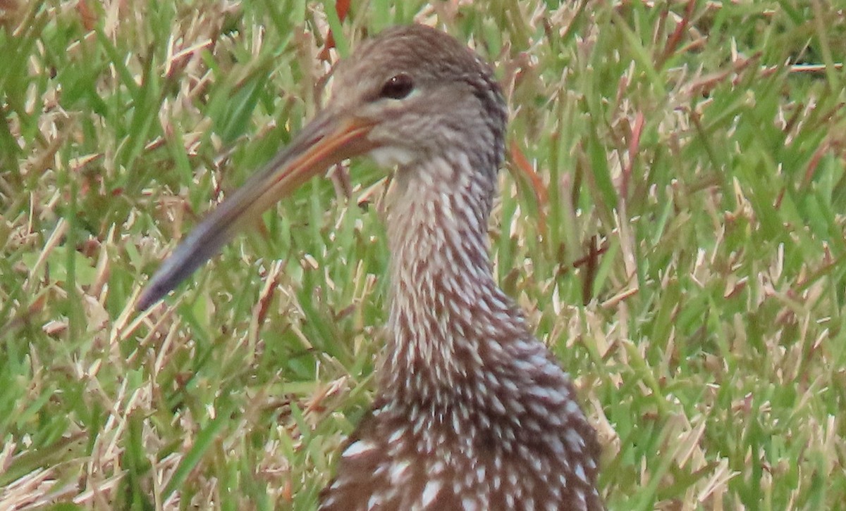 Limpkin - Ken Carman