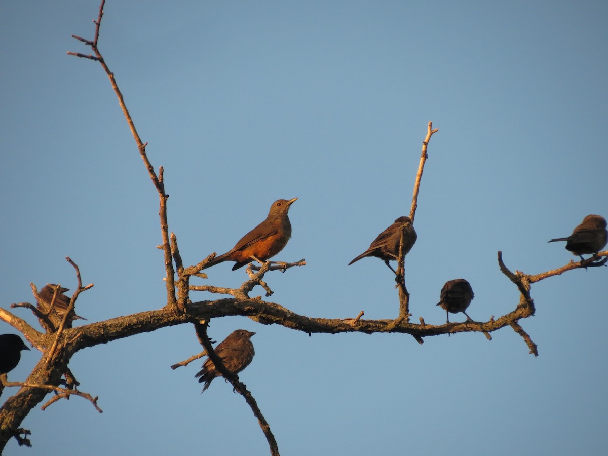 Rufous-bellied Thrush - ML615833430