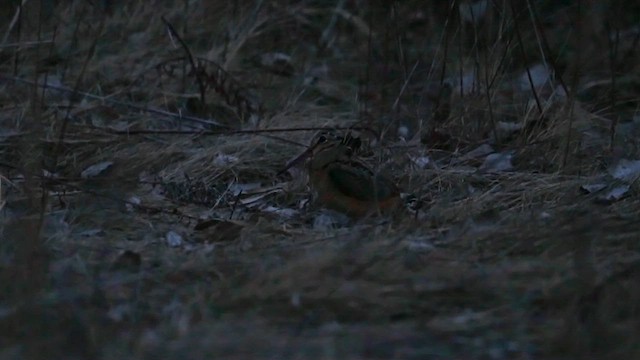 American Woodcock - ML615833522