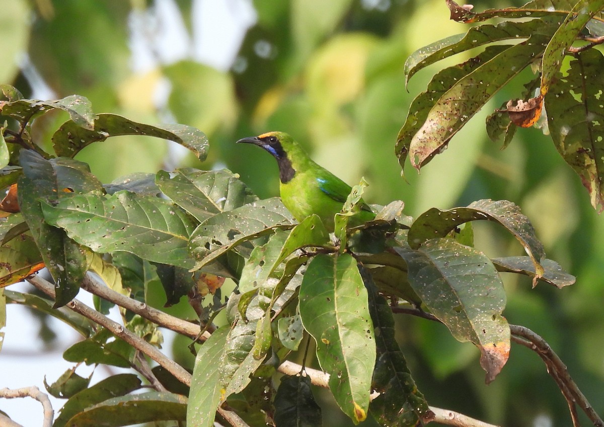 Golden-fronted Leafbird - ML615833529