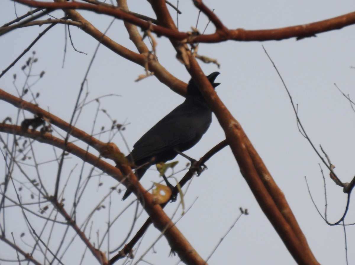 Large-billed Crow - Dieter Ebert