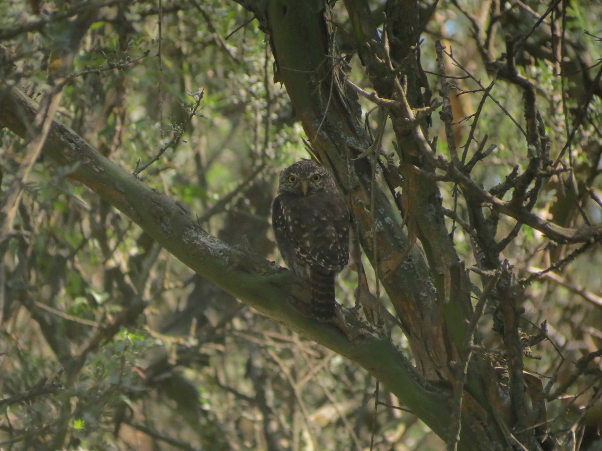 Ferruginous/Austral Pygmy-Owl - ML615833583