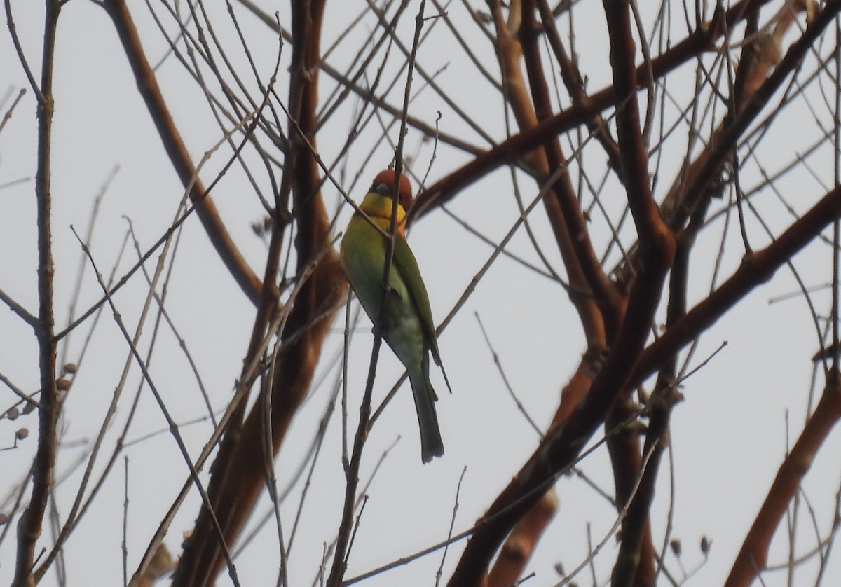 Chestnut-headed Bee-eater - ML615833603