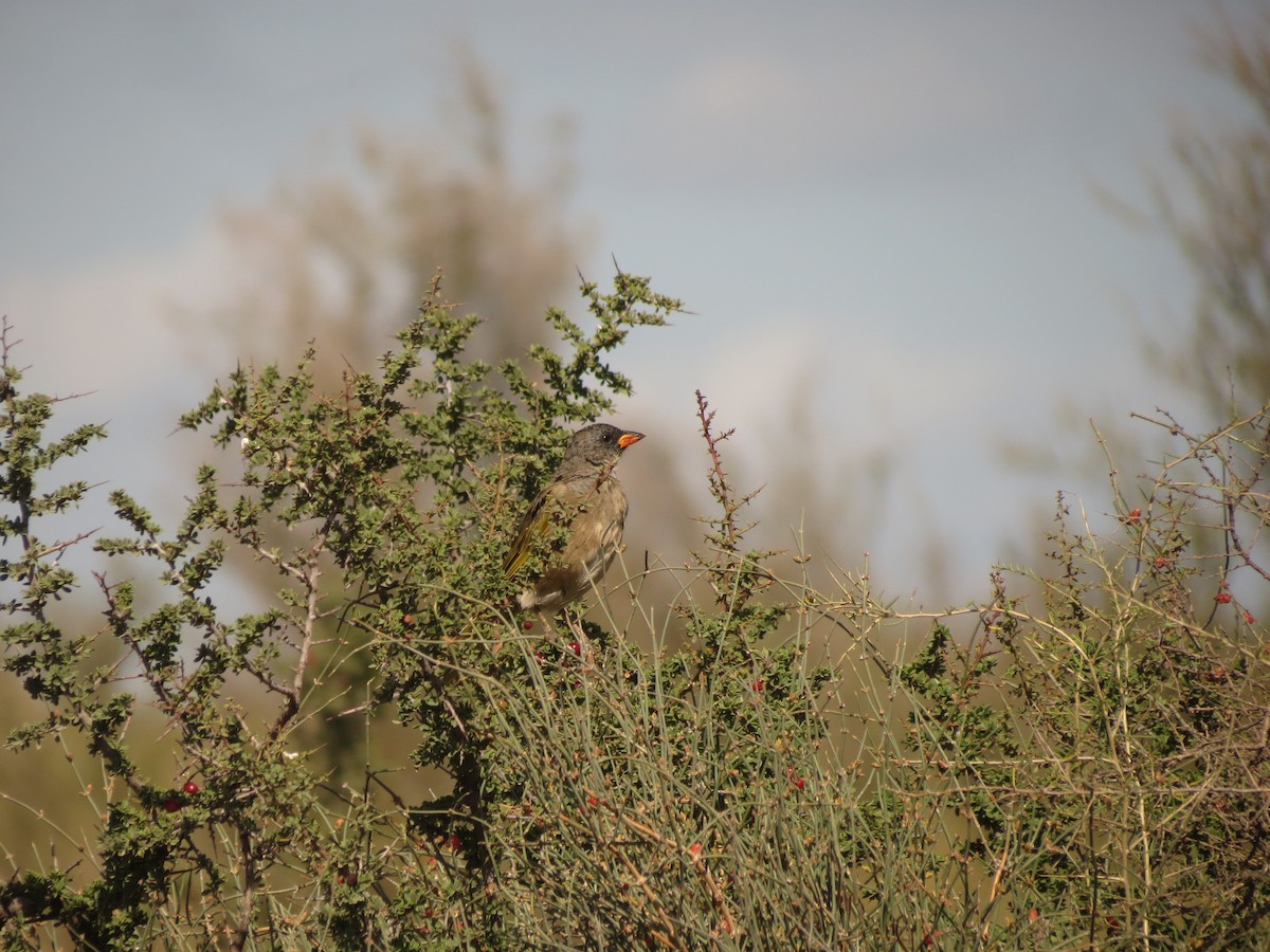 Great Pampa-Finch - ML615833613