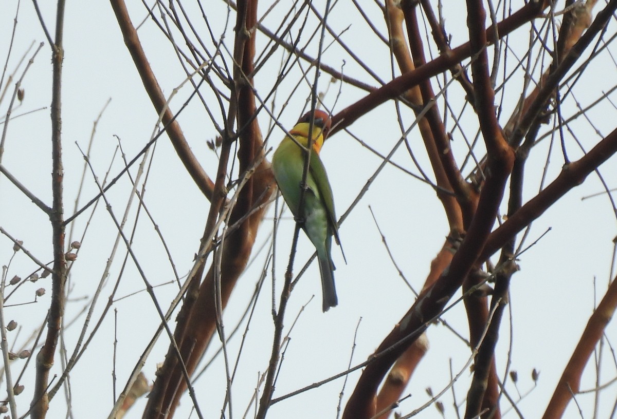 Chestnut-headed Bee-eater - ML615833619