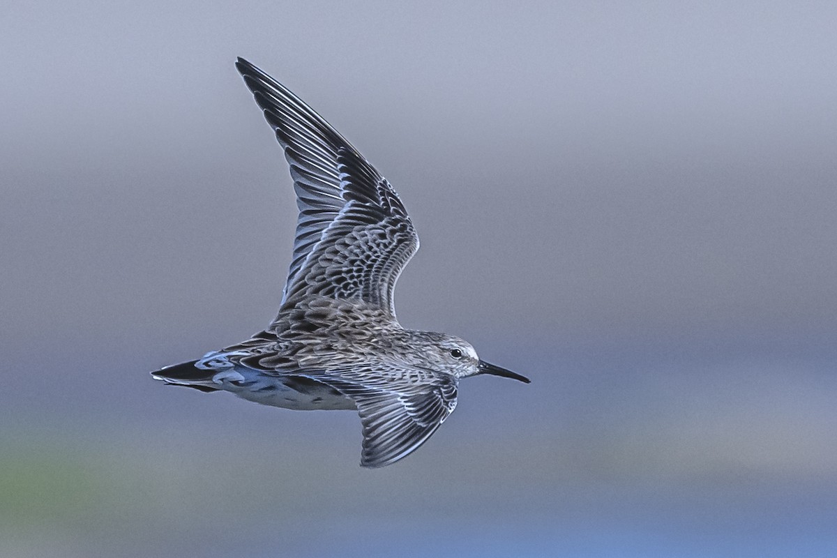 White-rumped Sandpiper - ML615833623