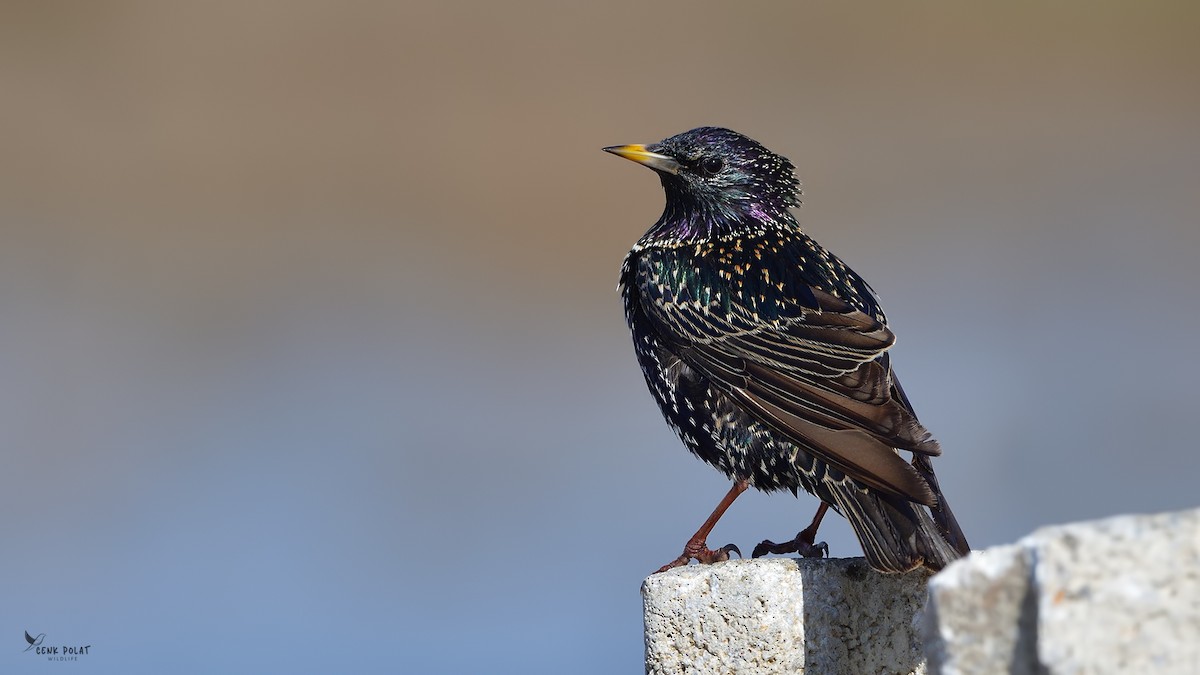 European Starling - Cenk Polat