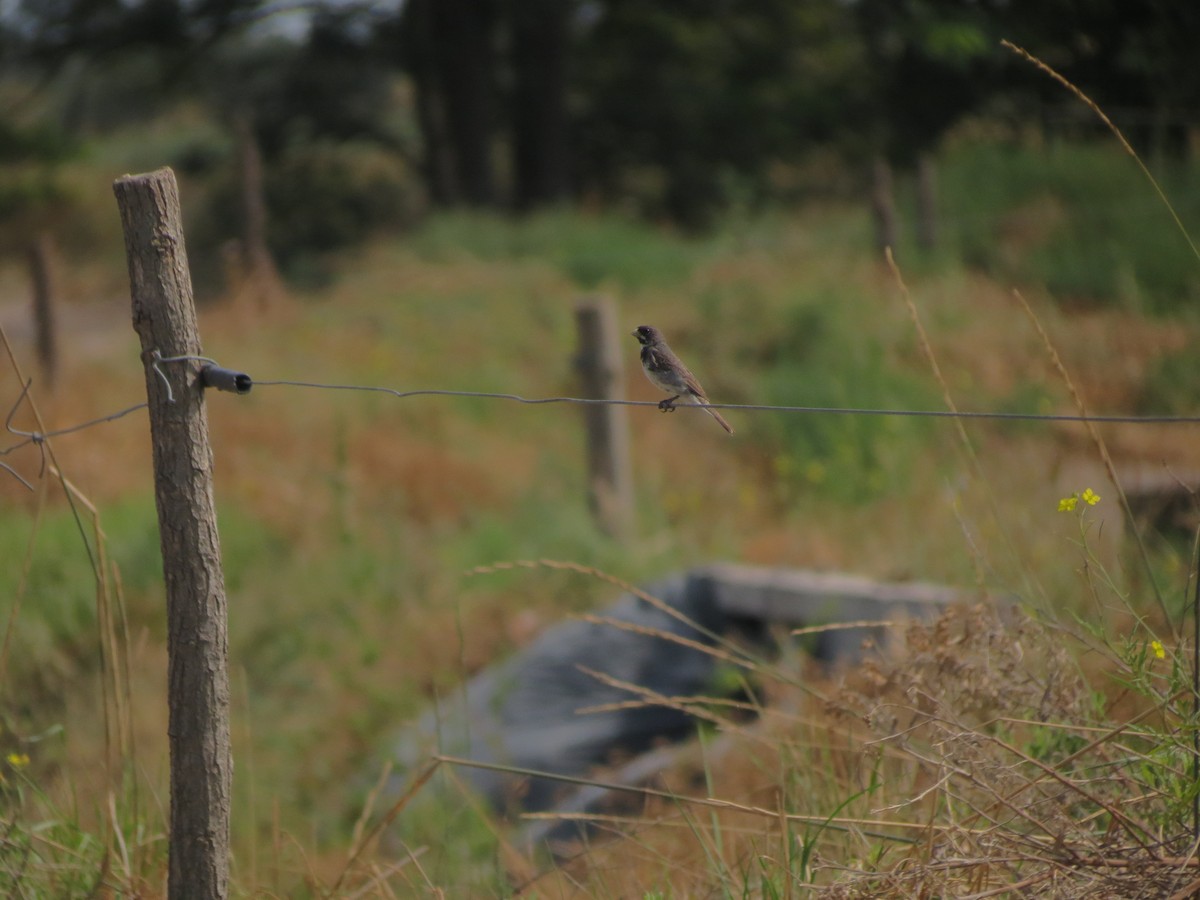 Double-collared Seedeater - ML615833631