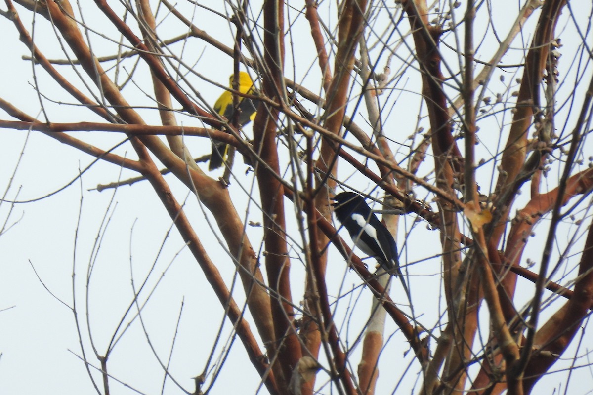 Indian Golden Oriole - ML615833637