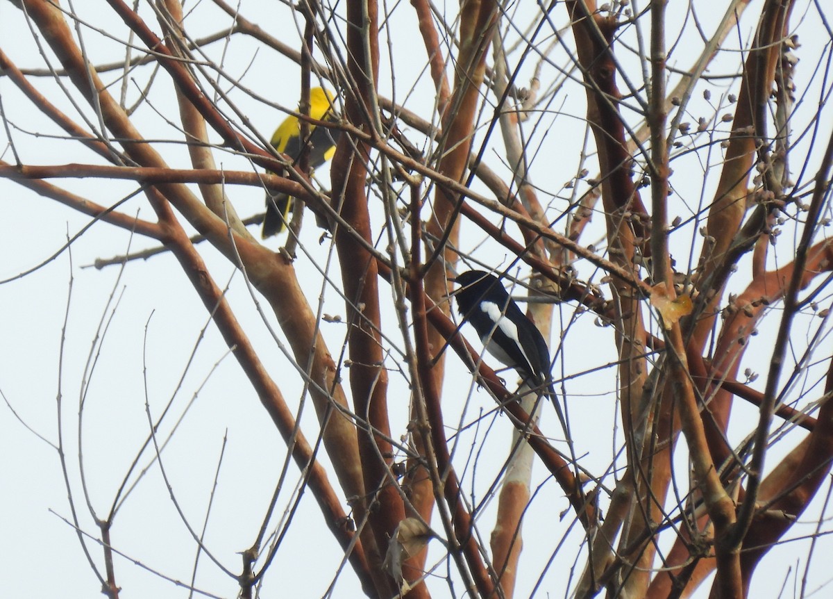 Oriental Magpie-Robin - ML615833656