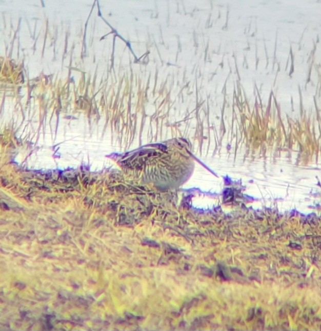 Wilson's Snipe - ML615833695