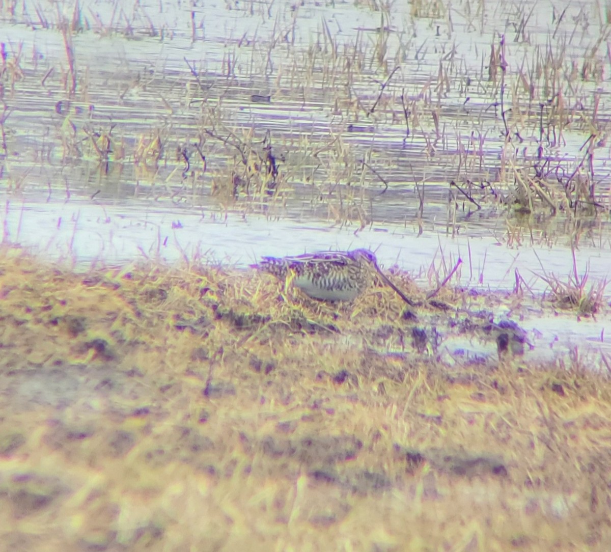 Wilson's Snipe - ML615833696