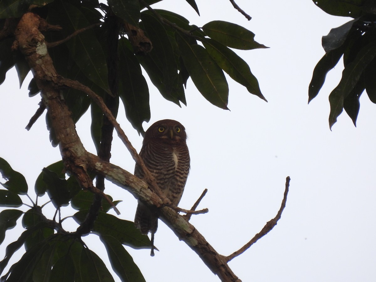 Jungle Owlet - ML615833728