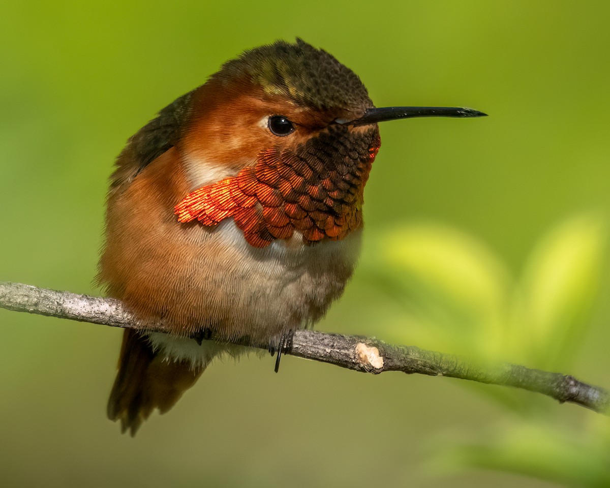 Allen's Hummingbird - ML615833745