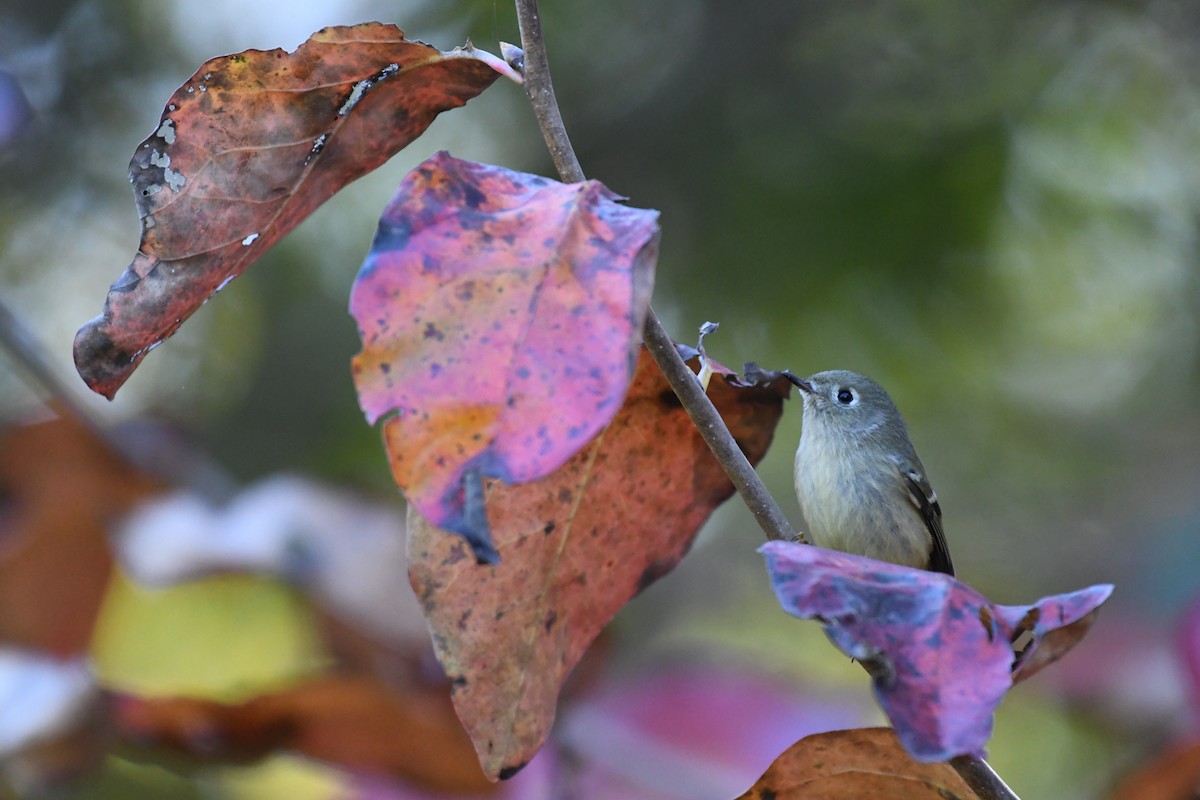 Ruby-crowned Kinglet - Laura  Wolf