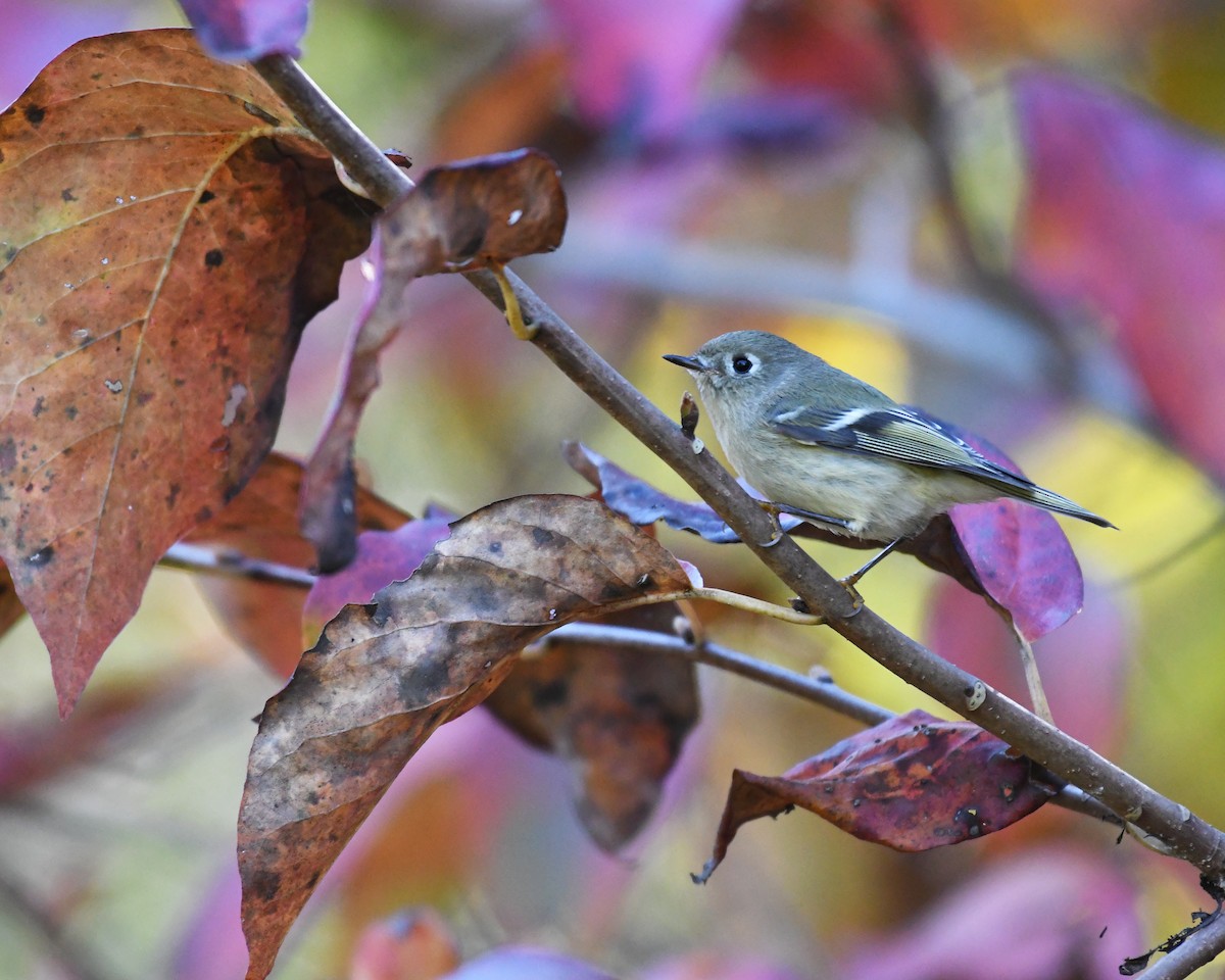 Ruby-crowned Kinglet - Laura  Wolf