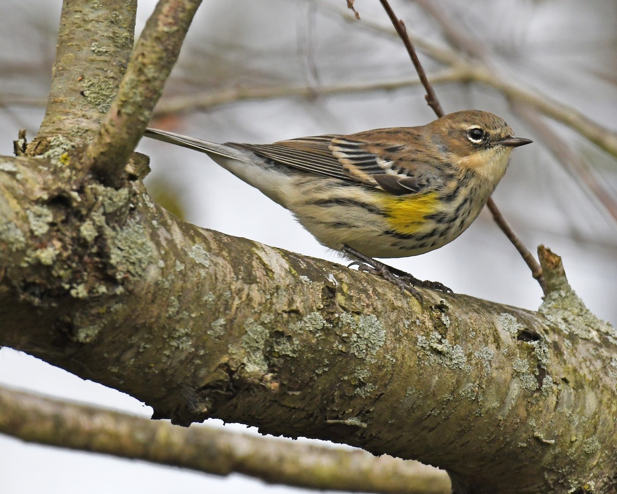 Yellow-rumped Warbler - Laura  Wolf