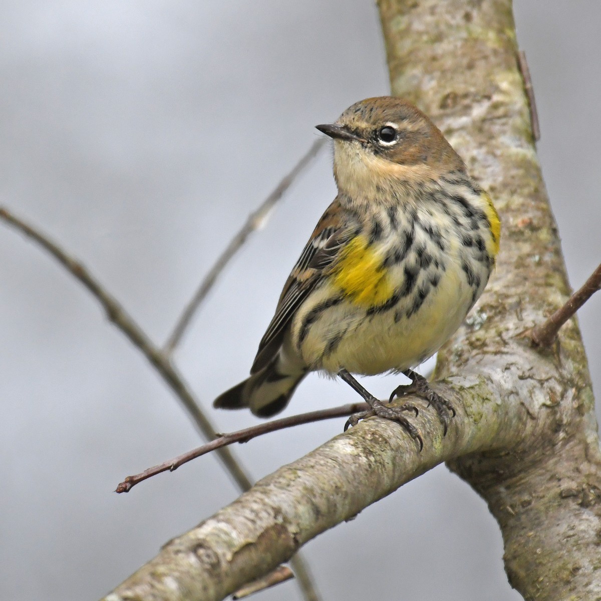Yellow-rumped Warbler - Laura  Wolf