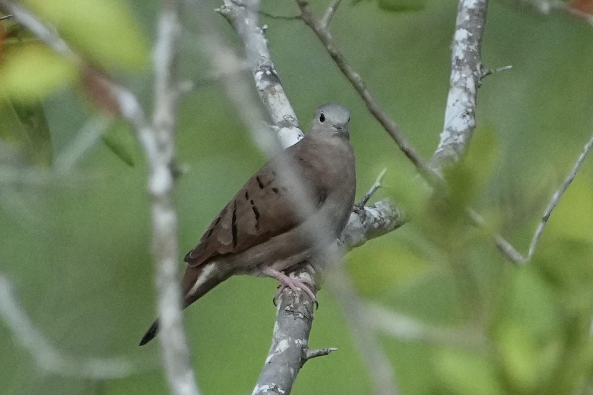Ruddy Ground Dove - ML615833864