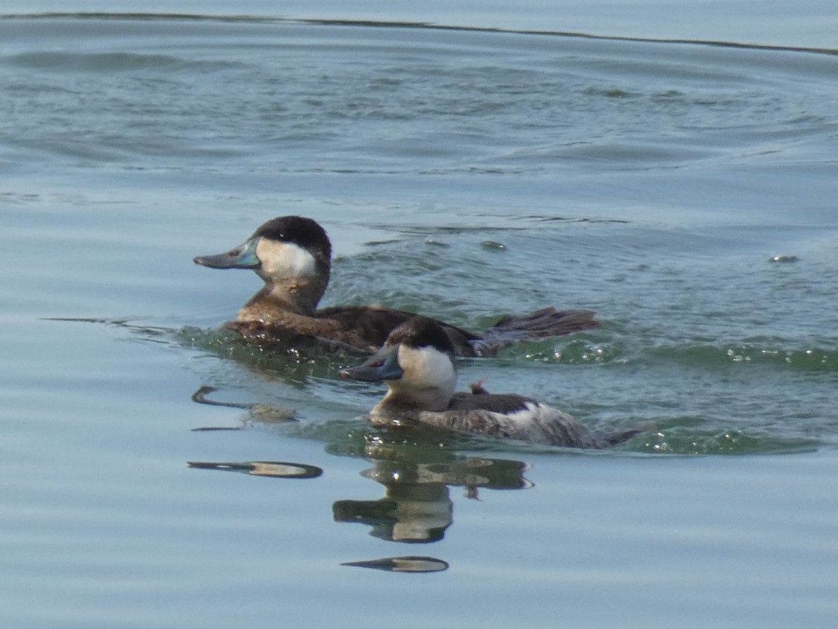 Ruddy Duck - ML615833880