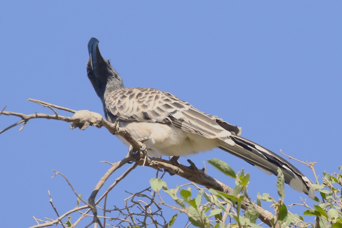 African Gray Hornbill - Clyde Blum