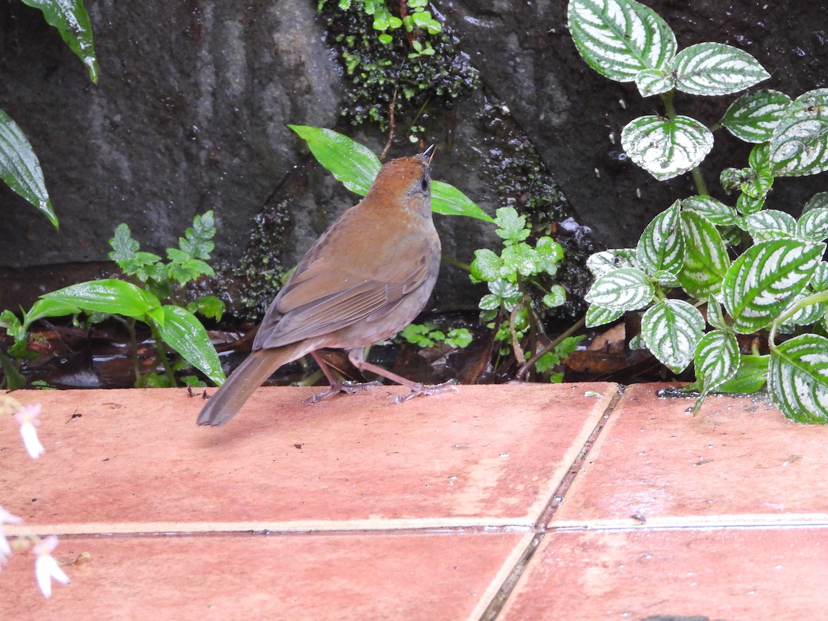 Ruddy-capped Nightingale-Thrush - ML615834008