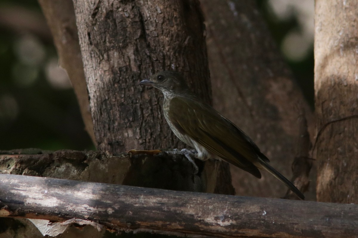 Spotted Honeyguide - ML615834035