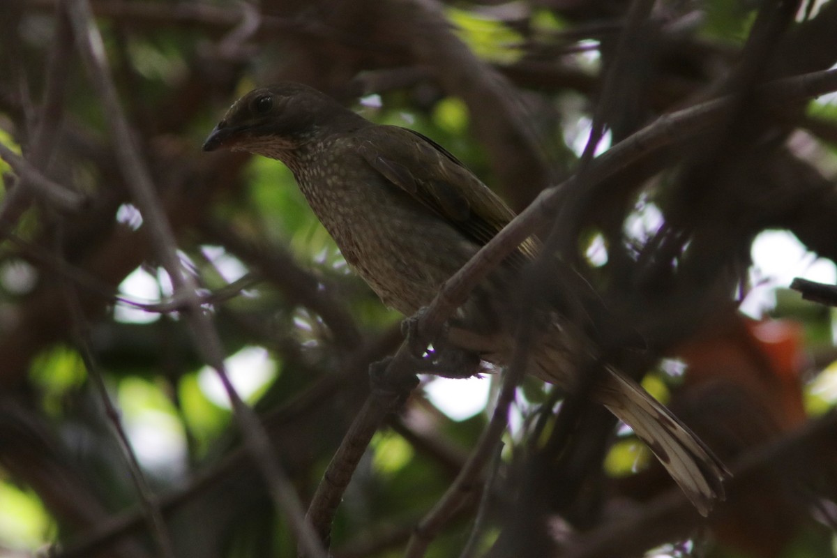 Spotted Honeyguide - Richard Dunn