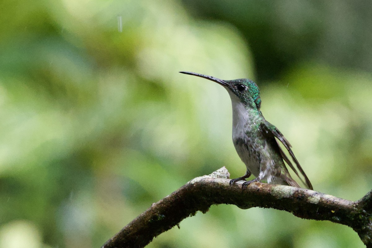 kolibřík andský - ML615834056