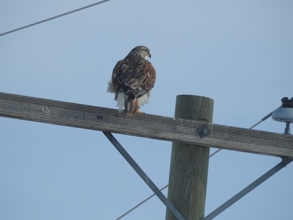 Ferruginous Hawk - ML615834085