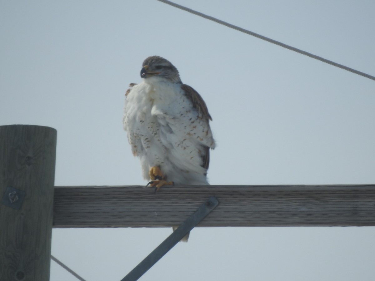 Ferruginous Hawk - ML615834087