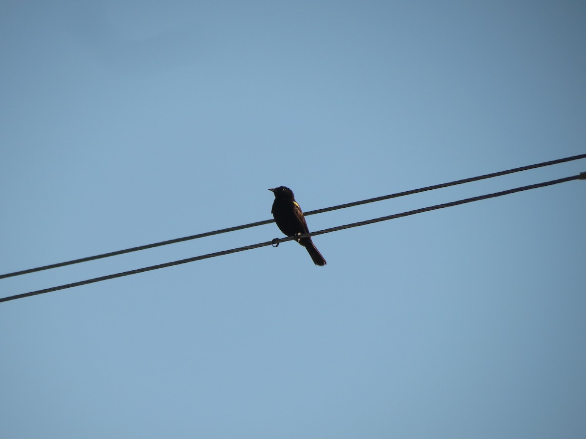 Yellow-winged Blackbird - ML615834103