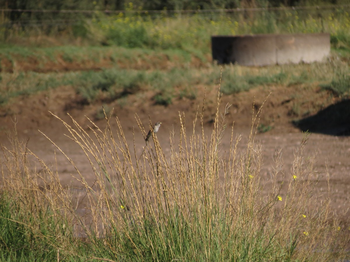 Double-collared Seedeater - Ralph Roberts