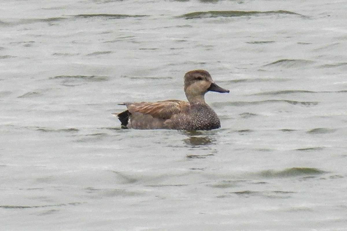 Gadwall - Sue Parks