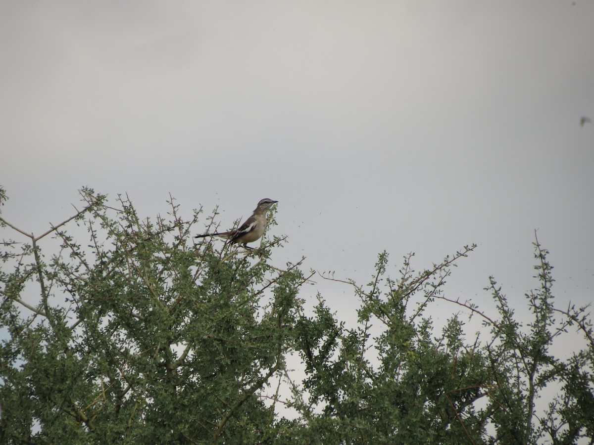 White-banded Mockingbird - ML615834113