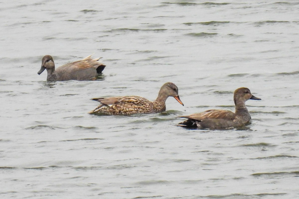 Gadwall - Sue Parks