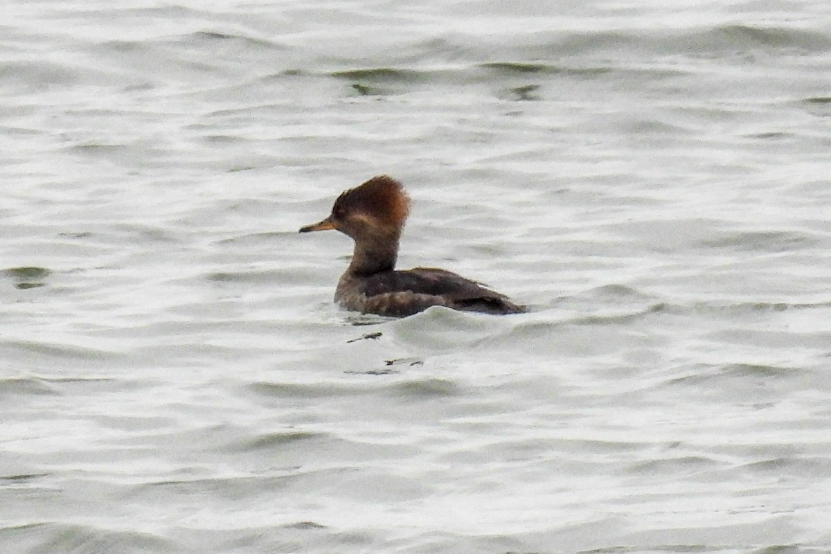 Hooded Merganser - Sue Parks