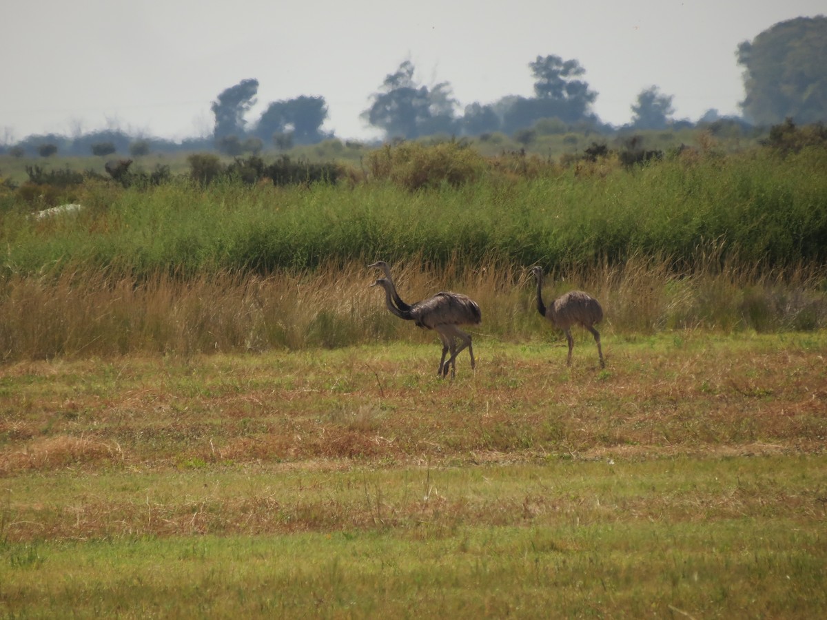 Greater Rhea - Ralph Roberts