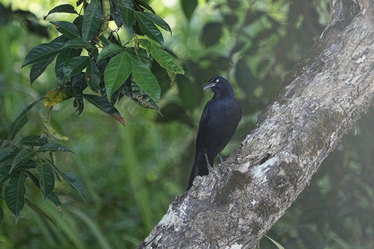 Great-tailed Grackle - ML615834129