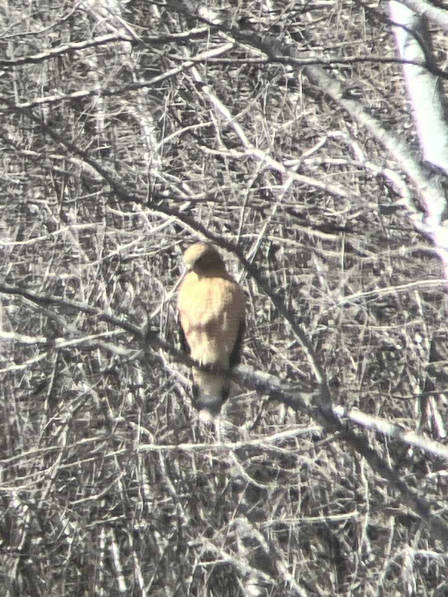 Red-shouldered Hawk - Joanna Eckles