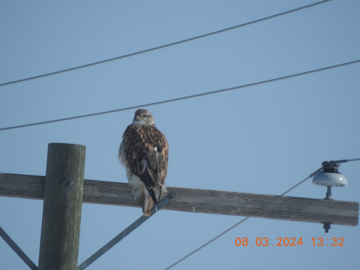 Ferruginous Hawk - Dan Zazelenchuk