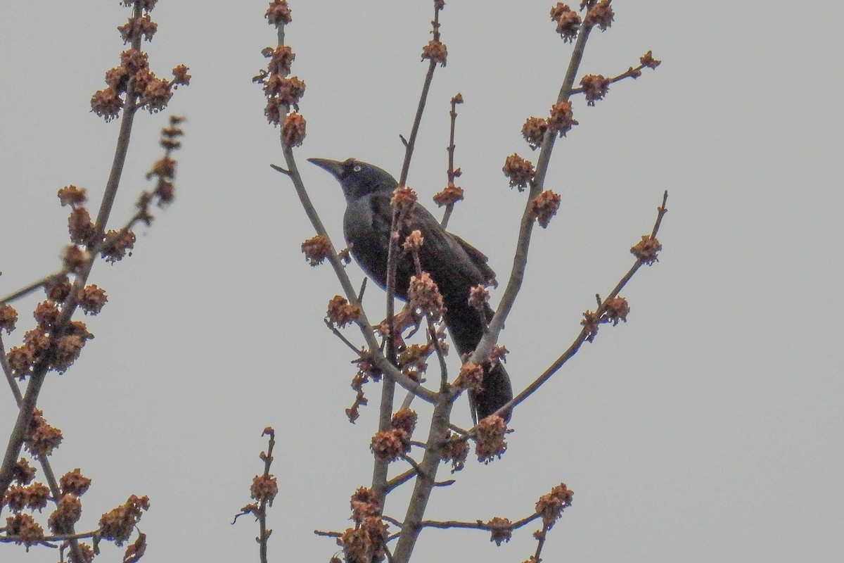 Common Grackle - ML615834161