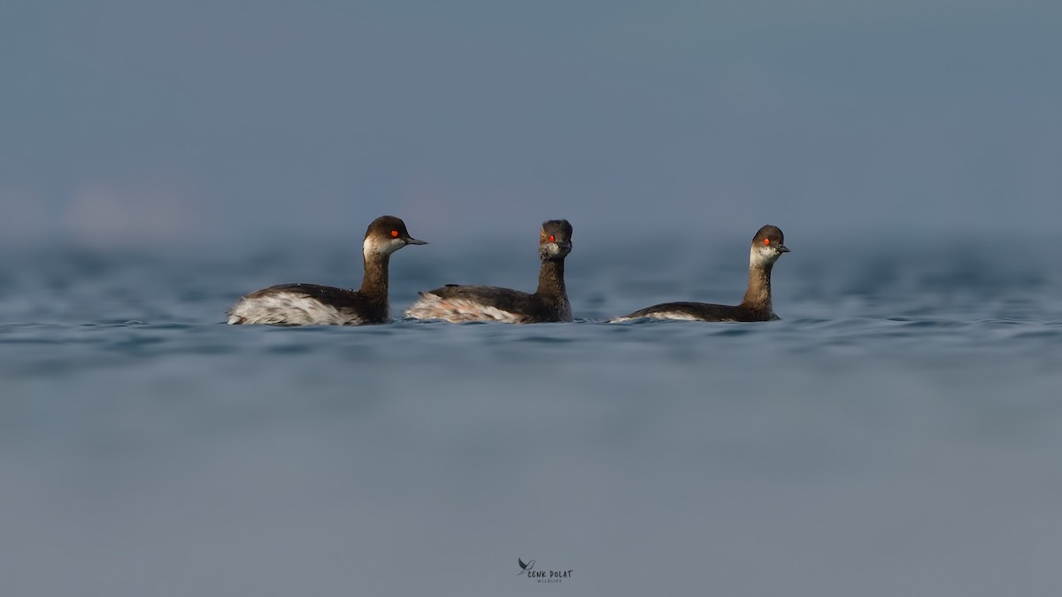 Eared Grebe - ML615834204