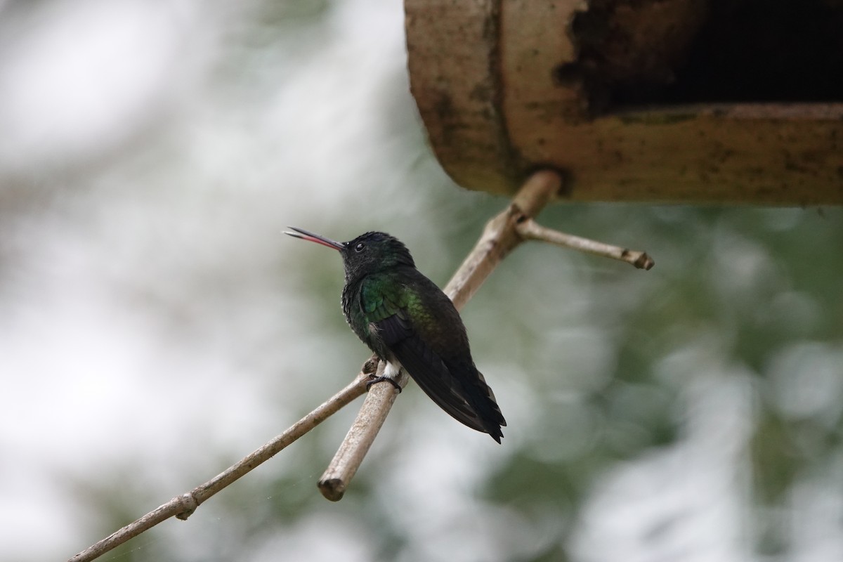 Indigo-capped Hummingbird - ML615834212