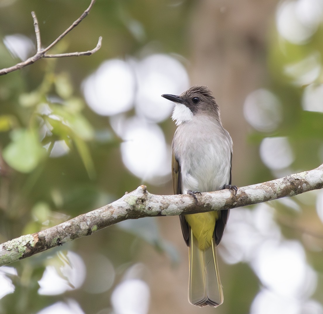 Cinereous Bulbul (Green-winged) - Iván Mota