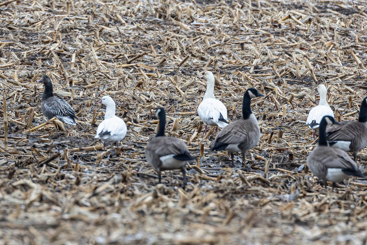 Snow Goose - ML615834298